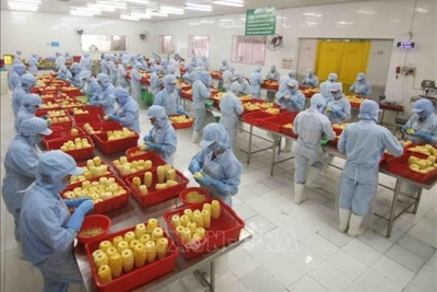 EVFTA mở đường chính ngạch cho hàng hoá Việt Nam vào thị trường Pháp 