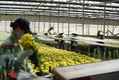 Dự kiến cung cấp 10 triệu cành hoa dịp Tết
