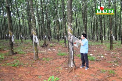 "Vàng trắng" tăng giá