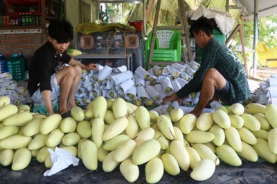 Kỳ vọng Trung tâm liên kết sản xuất, chế biến và tiêu thụ sản phẩm nông nghiệp