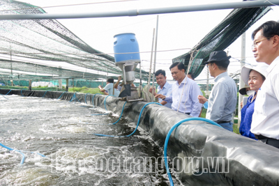 Hiệu quả từ nuôi tôm công nghệ cao ở tỉnh Sóc Trăng