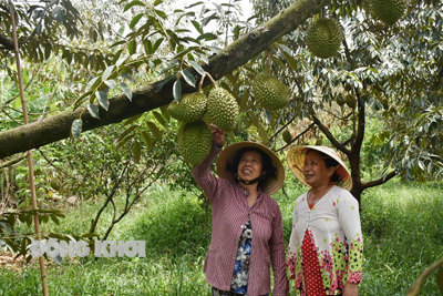 Hướng đến xây dựng thương hiệu sầu riêng Tân Phú