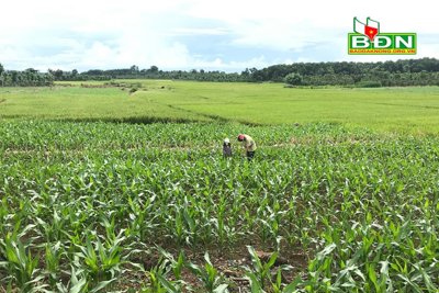 Tăng cường giám sát việc chuyển đổi cây trồng trên đất lúa