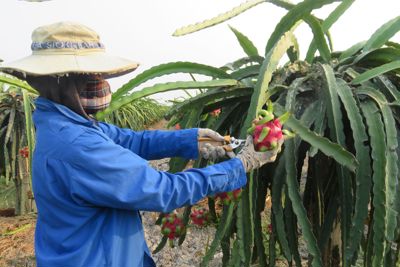 Tiêu thụ thanh long trong hệ thống Bách Hóa Xanh 