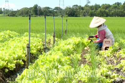 Nông sản gặp khó trong tiêu thụ do dịch Covid-19