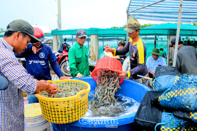 Ngành nông nghiệp tỉnh Cà Mau tăng tốc về đích