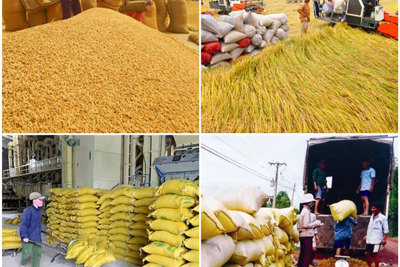 Bảo đảm vốn tín dụng phục vụ thu mua, tạm trữ thóc, gạo