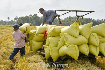 Xây dựng cổng thông tin cập nhật tình hình sản xuất, tiêu thụ cho Đồng bằng sông Cửu Long