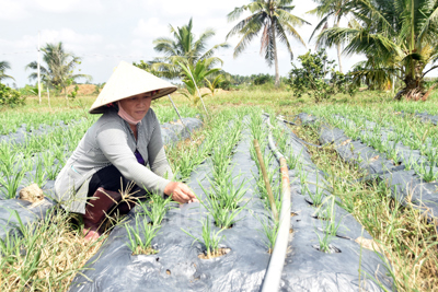 Đầu ra nông sản tự sản tự tiêu bấp bênh 