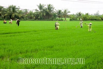 Giá phân bón tăng cao, nông dân gặp khó