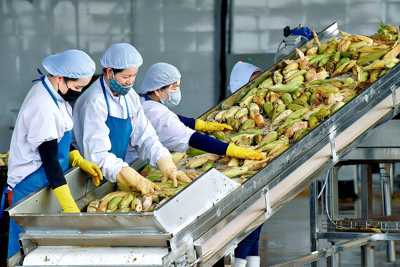 Triển khai giải pháp sản xuất, tiêu thụ nông sản trong điều kiện dịch Covid-19