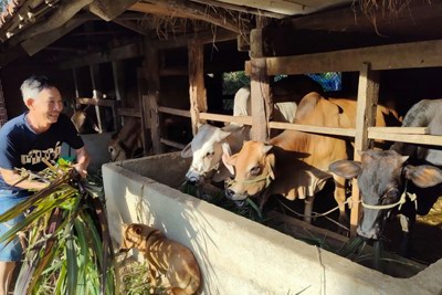 Mô hình chi, tổ hội nghề nghiệp nông dân giúp nhau làm ăn, phát triển kinh tế