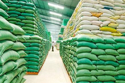 2.924 tỉ đồng cho vay thu mua, tiêu thụ lúa gạo