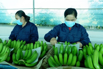 Xuất khẩu rau quả tăng 11,8%