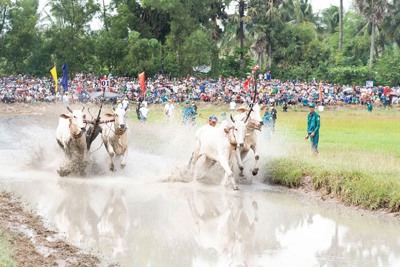 Sôi nổi đua bò Bảy Núi