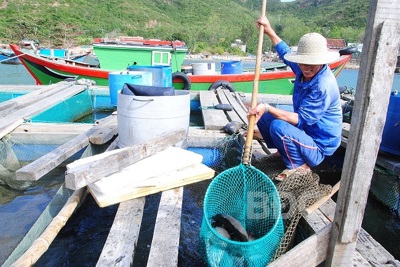 Tăng cường chống khai thác hải sản bất hợp pháp