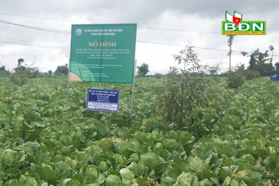 Liên kết để tăng giá trị sản xuất
