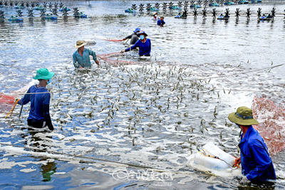 Cùng làm giàu trên đất quê hương