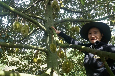 Vé xuất ngoại cho sầu riêng