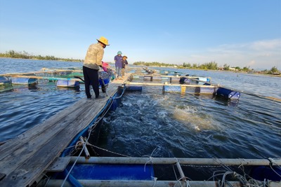 Hỗ trợ đưa hộ sản xuất nông nghiệp lên sàn thương mại điện tử 