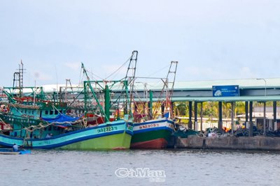 Thích ứng an toàn, đưa chuỗi hoạt động khai thác thuỷ sản trở lại trạng thái bình thường mới