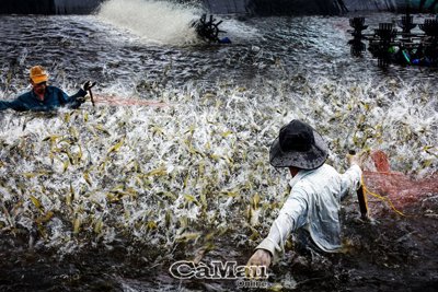 Ưu tiên phát triển sản phẩm nông nghiệp lợi thế