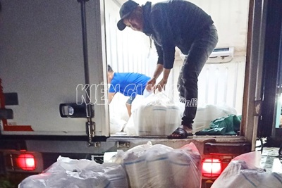Tiêu hủy 300.000 tôm giống không có giấy chứng nhận kiểm dịch