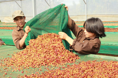Nông dân Ðắk Nông trải lòng về nghề trồng cà phê