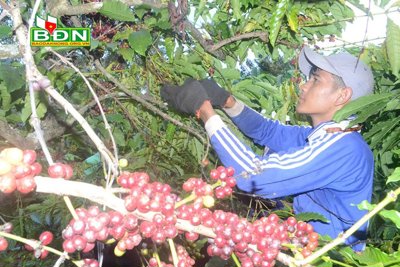 Chớm vụ, cà phê trúng mùa, được giá