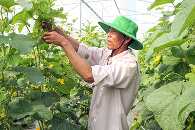 Phát huy thế mạnh nông nghiệp