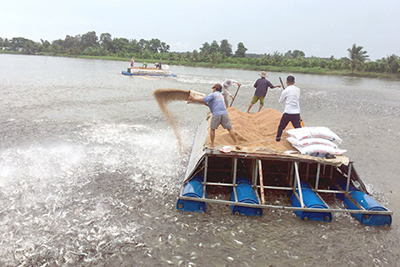 Tỉnh Hậu GIang còn tồn đọng hơn 5.300 tấn thủy sản