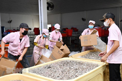 Kinh tế nông nghiệp từng bước phục hồi, phát triển