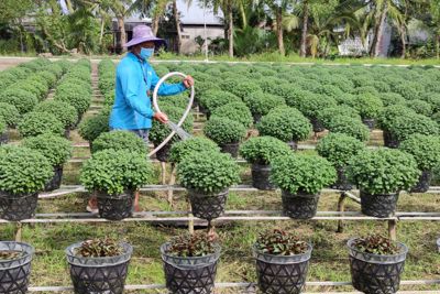 Nông dân Cần Thơ chuẩn bị hoa kiểng phục vụ thị trường Tết