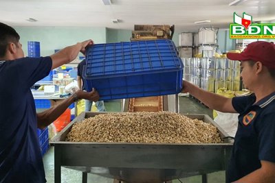 Xuất khẩu của Đắk Nông đã tới 35 quốc gia, vùng lãnh thổ