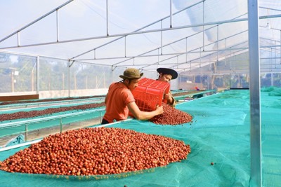 Hướng đi nào để cà phê Đắk Lắk không chỉ là xuất thô?