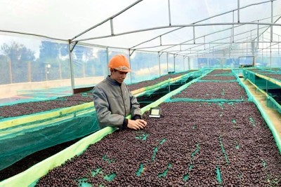 Nâng cao giá trị ngành hàng cà phê bằng những thương hiệu mạnh