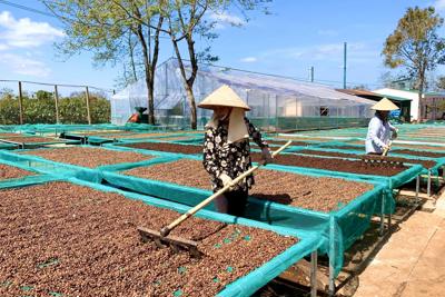 Thay đổi tư duy để thay đổi chất lượng cà phê