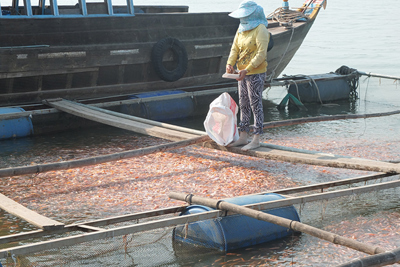 Chương trình “Mỗi xã một sản phẩm” phát huy hiệu quả