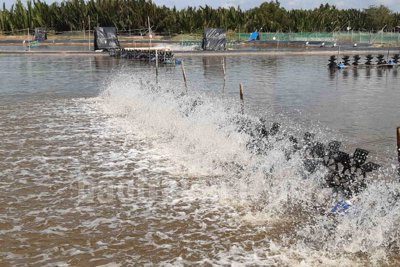 Trà vinh nhân rộng nhiều mô hình sản xuất thích ứng biến đổi khí hậu