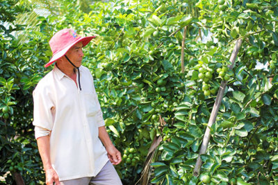 Xây dựng chuỗi liên kết sạch - Hướng đến thị trường khó tính