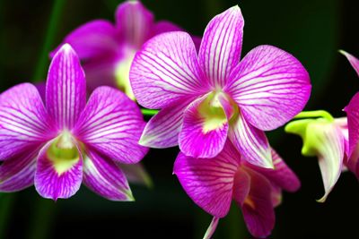 Chọn hoa chơi Tết, đừng quên ý nghĩa phong thủy quan trọng này