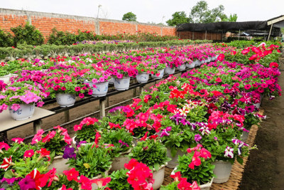 Những chợ hoa nổi tiếng Hà thành dịp Tết Nguyên đán 2019