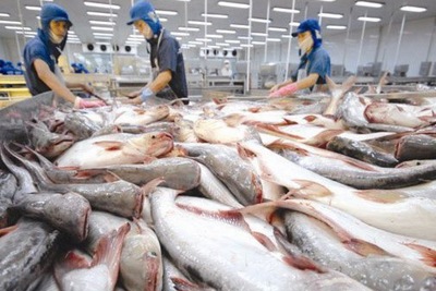 Kỳ vọng cá tra Việt bán sang Mỹ tăng mạnh trở lại