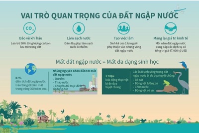 [Infographics] Vai trò quan trọng của đất ngập nước