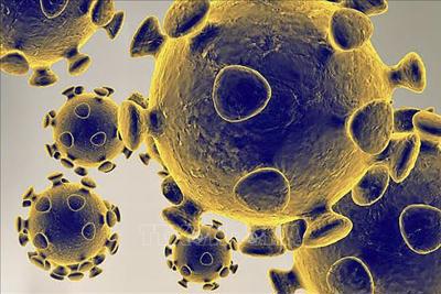 [Video] Tìm cách cho virus tấn công virus 