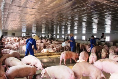 Giá heo hơi giảm mạnh sau khi dịch tả châu Phi lan sang 13 tỉnh