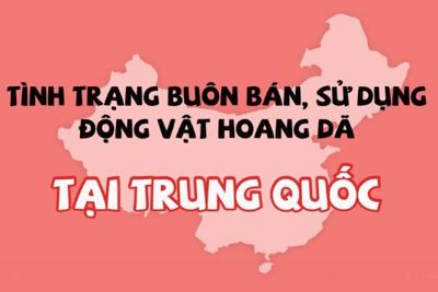 [Video] Trung Quốc cấm buôn bán động vật hoang dã 