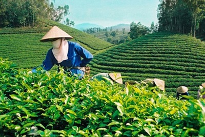 Xuất khẩu chè: Tái cơ cấu thị trường, hướng vào sản phẩm cao cấp