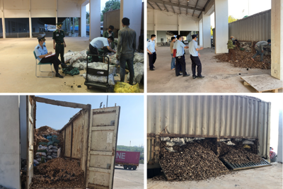 Hơn 24 tấn than giấu bên trong lô dăm gỗ xuất khẩu 