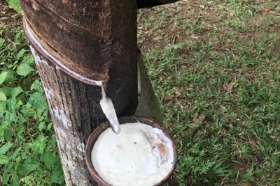  Giá trị xuất khẩu cao su tăng vọt